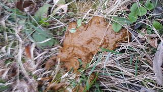 GF diarrhea, ScatKings.com Scat Porn 13 ScatKings.com Scat Porn