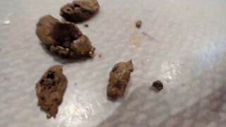 a shivea ft4, ScatKings.com Scat Porn 2 ScatKings.com Scat Porn